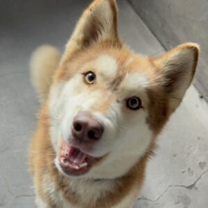 An image of Jack. Jack is a Husky.