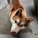 An image of Jack. Jack is a Husky.