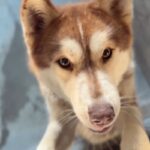 An image of Jack. Jack is a Husky.