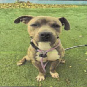 An image of Dino. Dino is a Terrier, American Pit Bull.
