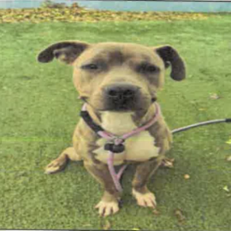 An image of Dino. Dino is a Terrier, American Pit Bull.