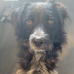 An image of Steven. Steven is a Terrier, Scottish Scottie.