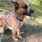 An image of Tony. Tony is a Cattle Dog, Australian (Red Heeler).