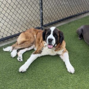 An image of Mocha Marin. Mocha Marin is a Saint Bernard.