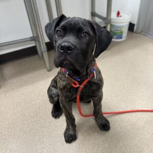 An image of Derek. Derek is a Mastiff, Cane Corso.
