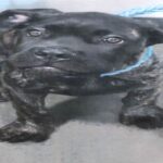 An image of Derek. Derek is a Mastiff, Cane Corso.