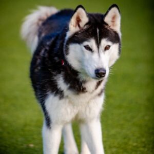 An image of Riley. Riley is a Husky, Siberian.