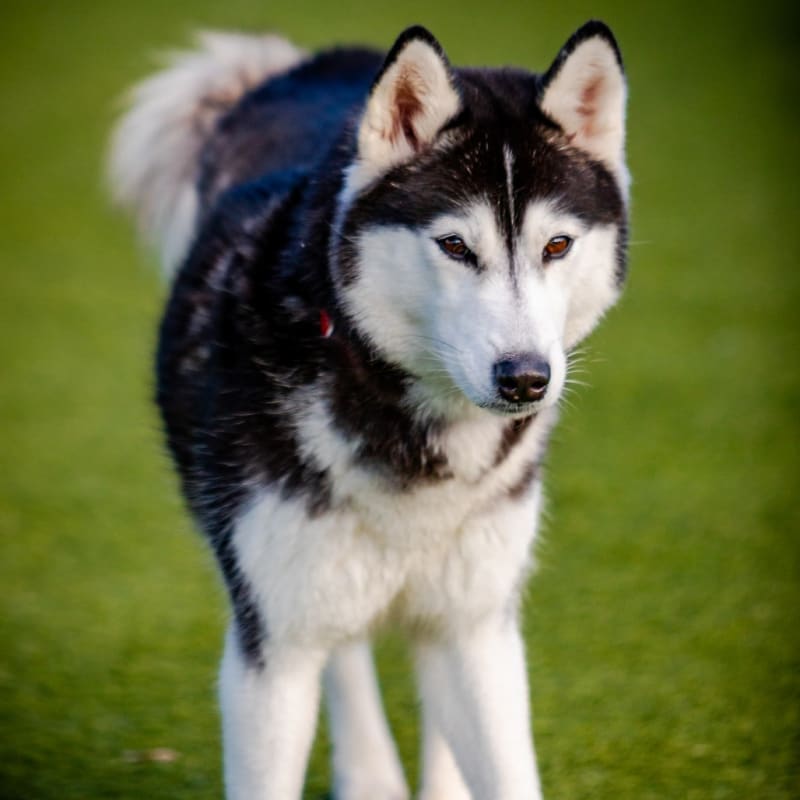 An image of Riley. Riley is a Husky, Siberian.