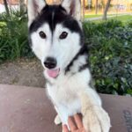 An image of Riley. Riley is a Husky, Siberian.