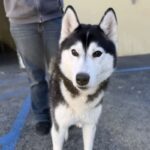 An image of Riley. Riley is a Husky, Siberian.