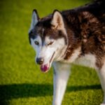 An image of Riley. Riley is a Husky, Siberian.