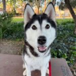 An image of Riley. Riley is a Husky, Siberian.