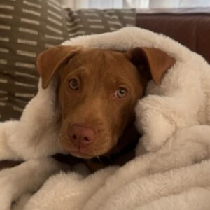 An image of Kiki. Kiki is a Terrier, Pit Bull.