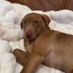 An image of Kiki. Kiki is a Terrier, Pit Bull.