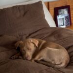 An image of Kiki. Kiki is a Terrier, Pit Bull.