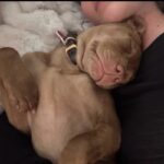 An image of Kiki. Kiki is a Terrier, Pit Bull.