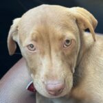 An image of Kiki. Kiki is a Terrier, Pit Bull.