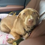 An image of Kiki. Kiki is a Terrier, Pit Bull.