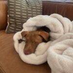 An image of Kiki. Kiki is a Terrier, Pit Bull.