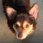 An image of Yumi. Yumi is a Mixed Breed (Small).