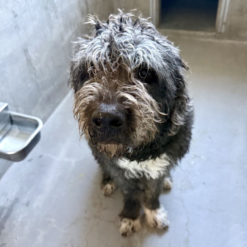 An image of Buddy. Buddy is a Retriever, Labrador/Poodle, Standard.