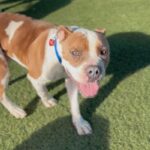 An image of Raymond. Raymond is a Terrier, Staffordshire Bull.