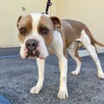 An image of Raymond. Raymond is a Terrier, Staffordshire Bull.