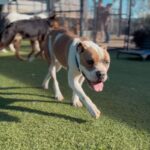 An image of Raymond. Raymond is a Terrier, Staffordshire Bull.