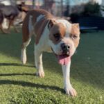 An image of Raymond. Raymond is a Terrier, Staffordshire Bull.