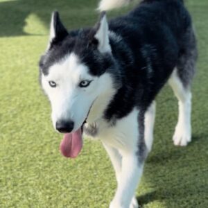 An image of Marbles. Marbles is a Husky, Siberian.