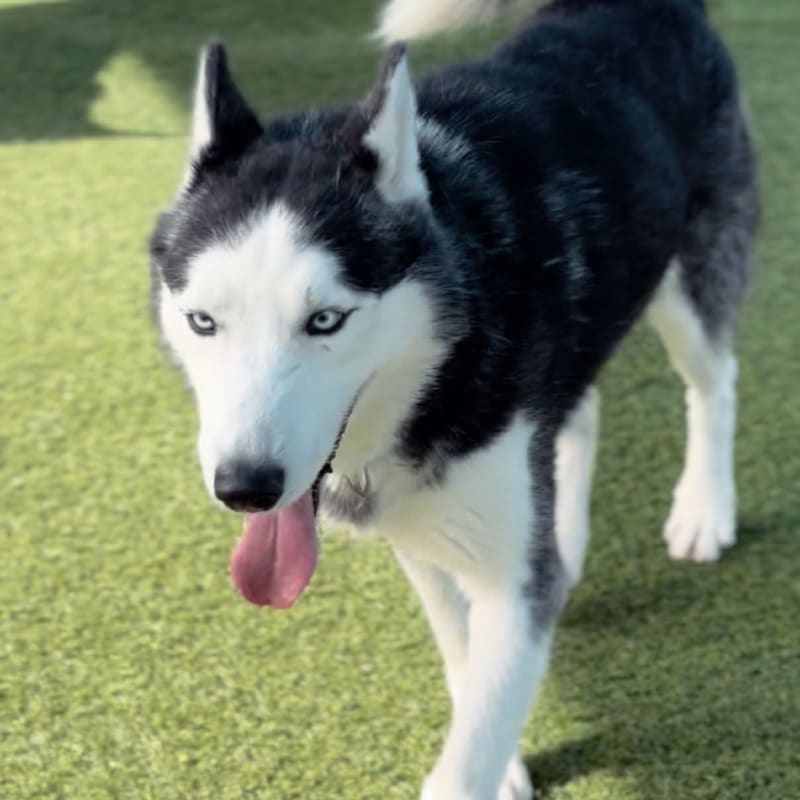 An image of Marbles. Marbles is a Husky, Siberian.