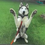 An image of Marbles. Marbles is a Husky, Siberian.