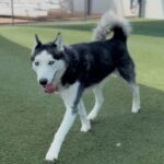 An image of Marbles. Marbles is a Husky, Siberian.