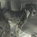 An image of Kitty. Kitty is a Great Dane.