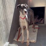 An image of Kitty. Kitty is a Great Dane.