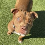 An image of Sweety. Sweety is a Bulldog, American.