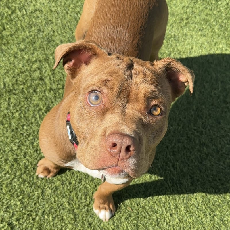 An image of Sweety. Sweety is a Bulldog, American.