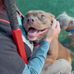 An image of Sweety. Sweety is a Bulldog, American.