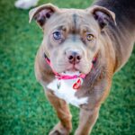 An image of Sweety. Sweety is a Bulldog, American.