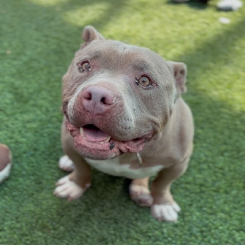 An image of Andrew. Andrew is a Bulldog.