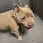 An image of Andrew. Andrew is a Bulldog.