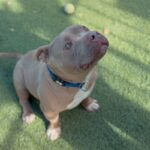 An image of Andrew. Andrew is a Bulldog.