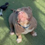 An image of Andrew. Andrew is a Bulldog.