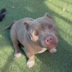 An image of Andrew. Andrew is a Bulldog.