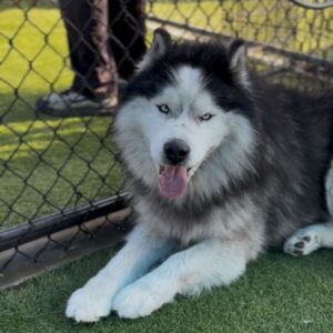 An image of Goon. Goon is a Malamute, Alaskan.