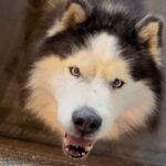 An image of Goon. Goon is a Malamute, Alaskan.