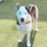An image of Moon. Moon is a Husky, Siberian.