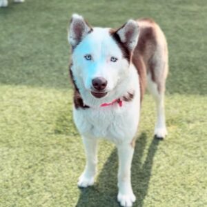 An image of Moon. Moon is a Husky, Siberian.