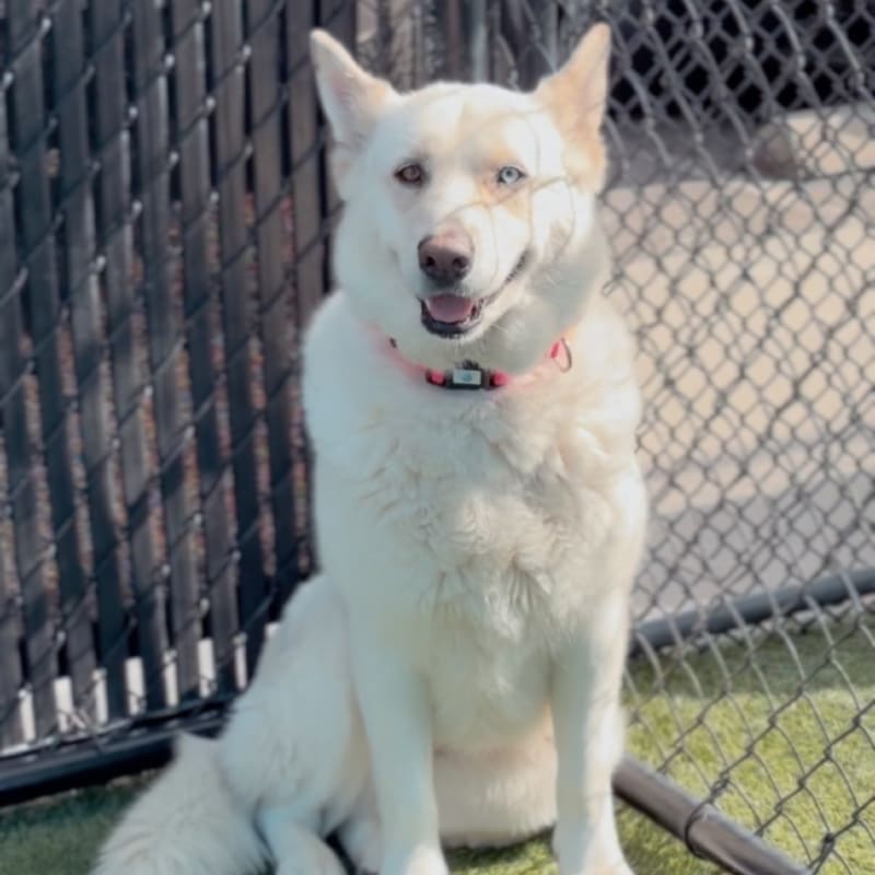 An image of Zayna. Zayna is a Husky, Siberian.