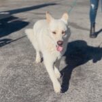 An image of Zayna. Zayna is a Husky, Siberian.